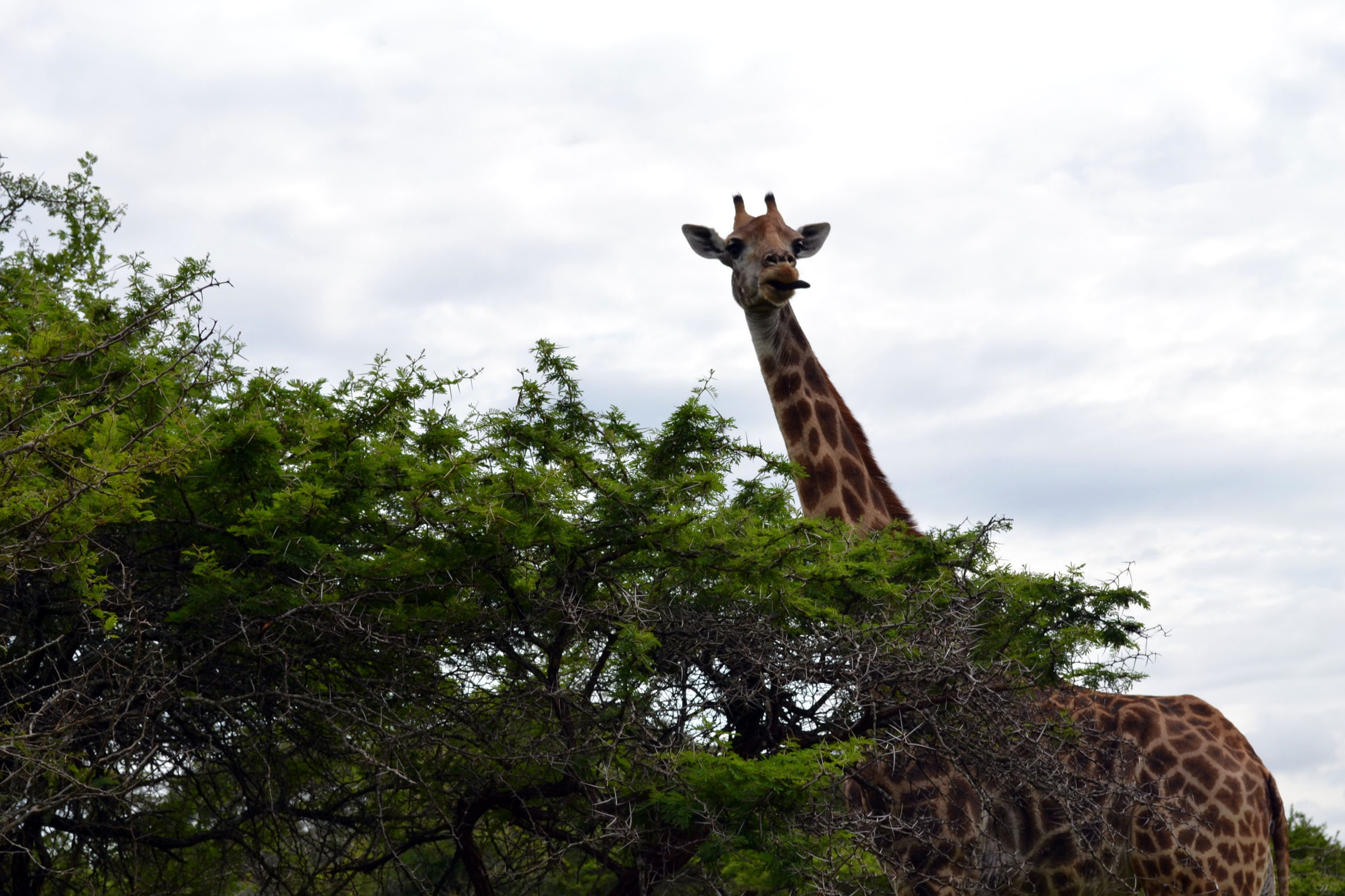 South Africa, iSimangaliso Wetlands Park, Part 2, Episode 124