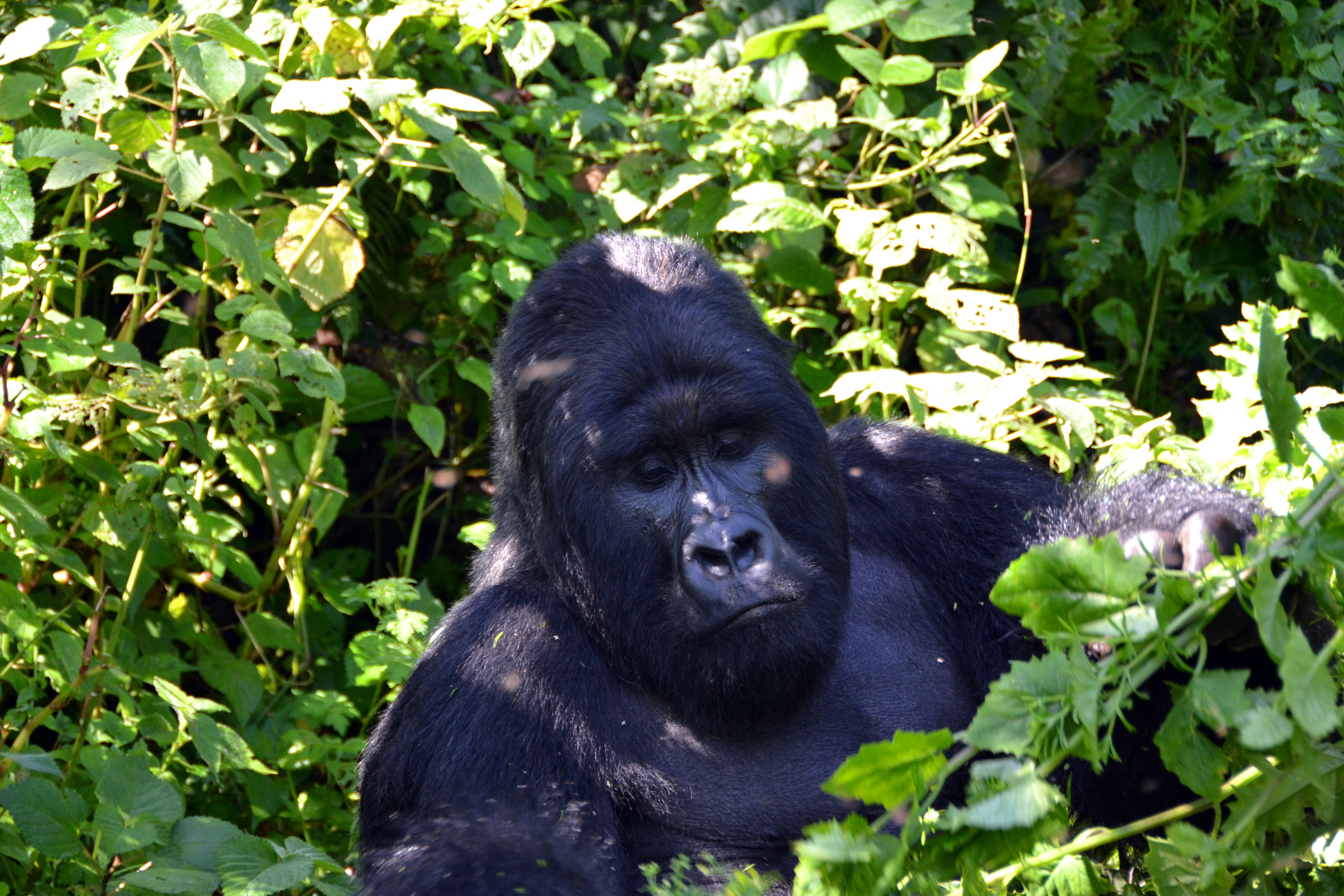 Africa, DRC Virunga Silverback Gorillas, Episode 126