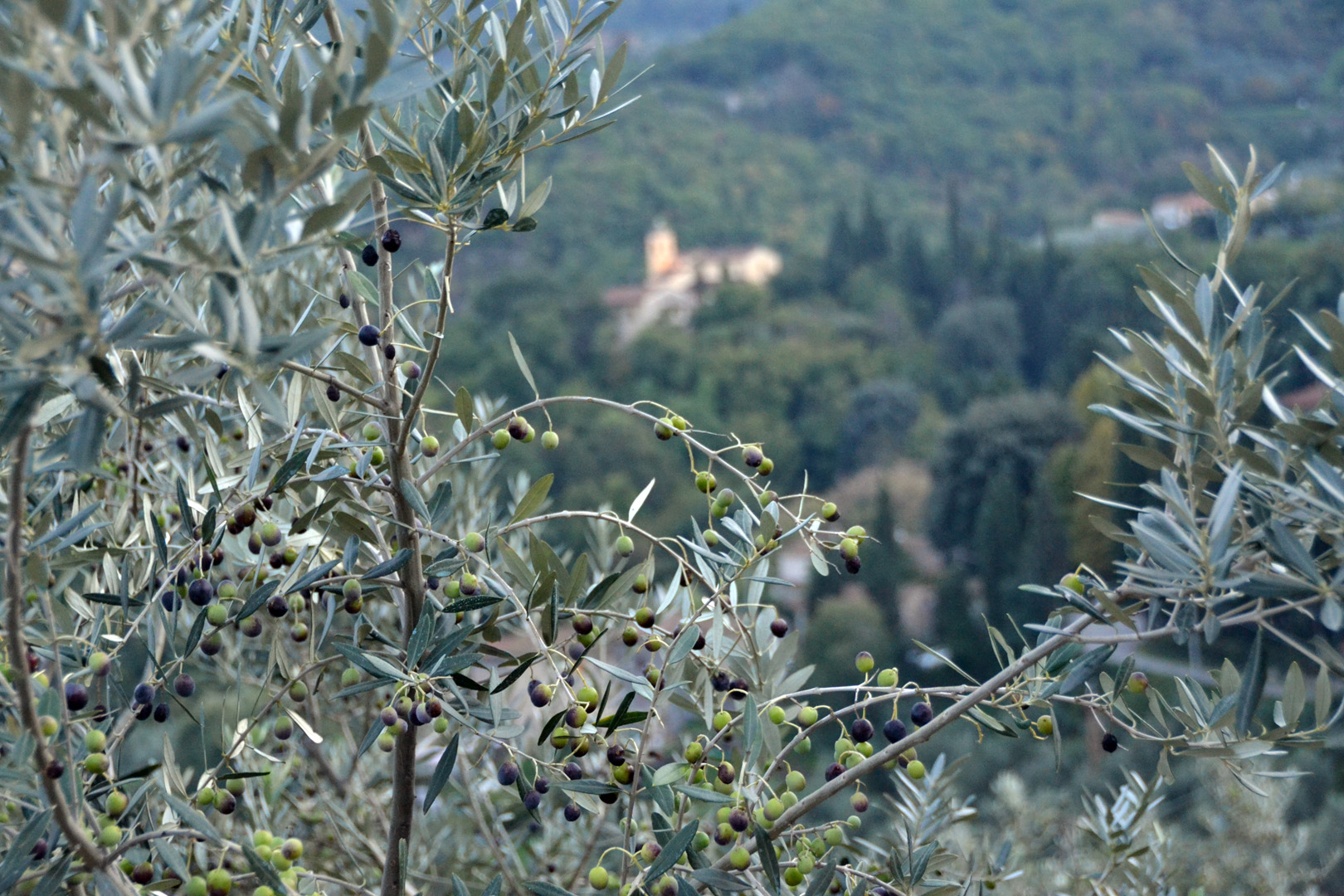 Tuscan Olives, Italy Episode 84