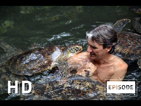 Africa, Zanzibar’s Nungwi Turtle Rescue Visit, Episode 130