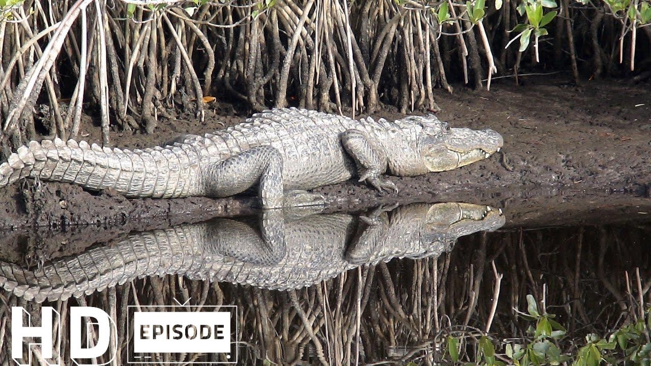 Kayaking Florida Everglades, Part 1 Episode 73