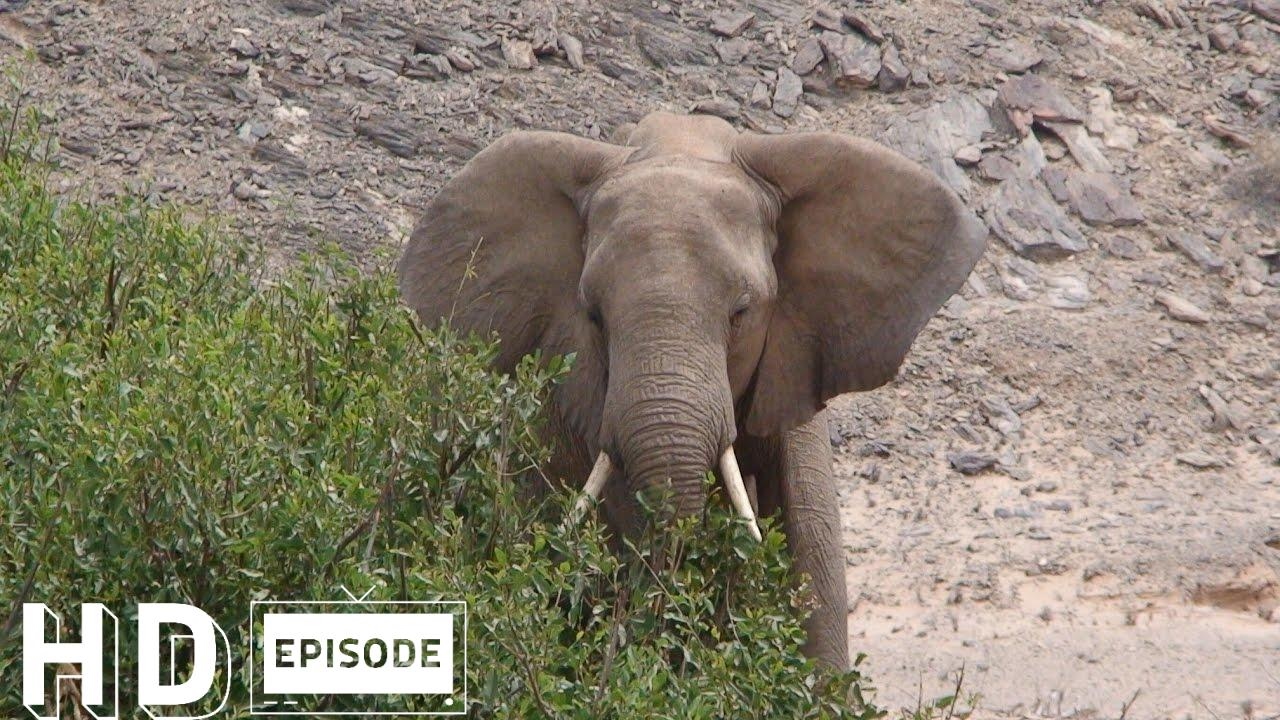 Namibia, Hoanib Dry River Drive, Part 2, Episode 104