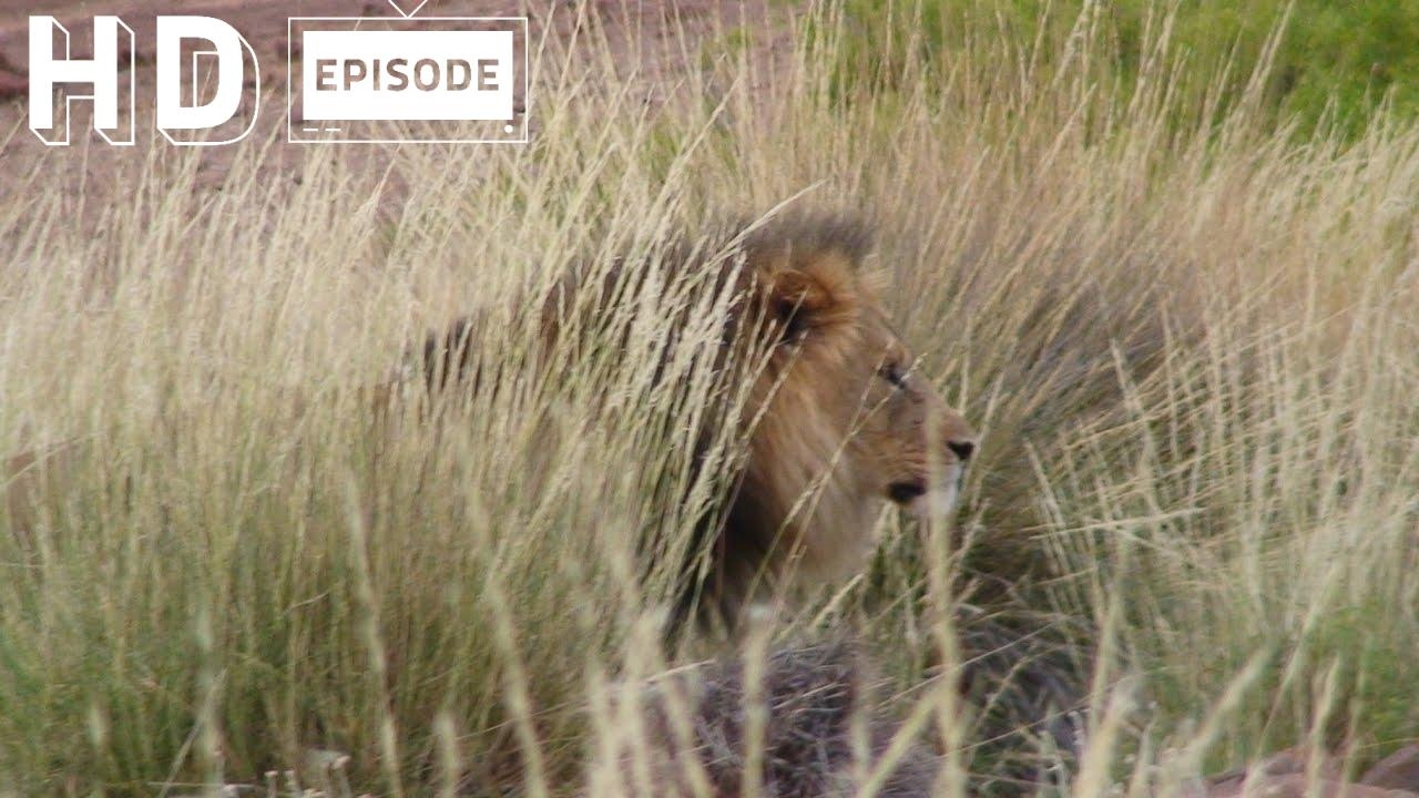 Namibia, Lion Country, Episode 105