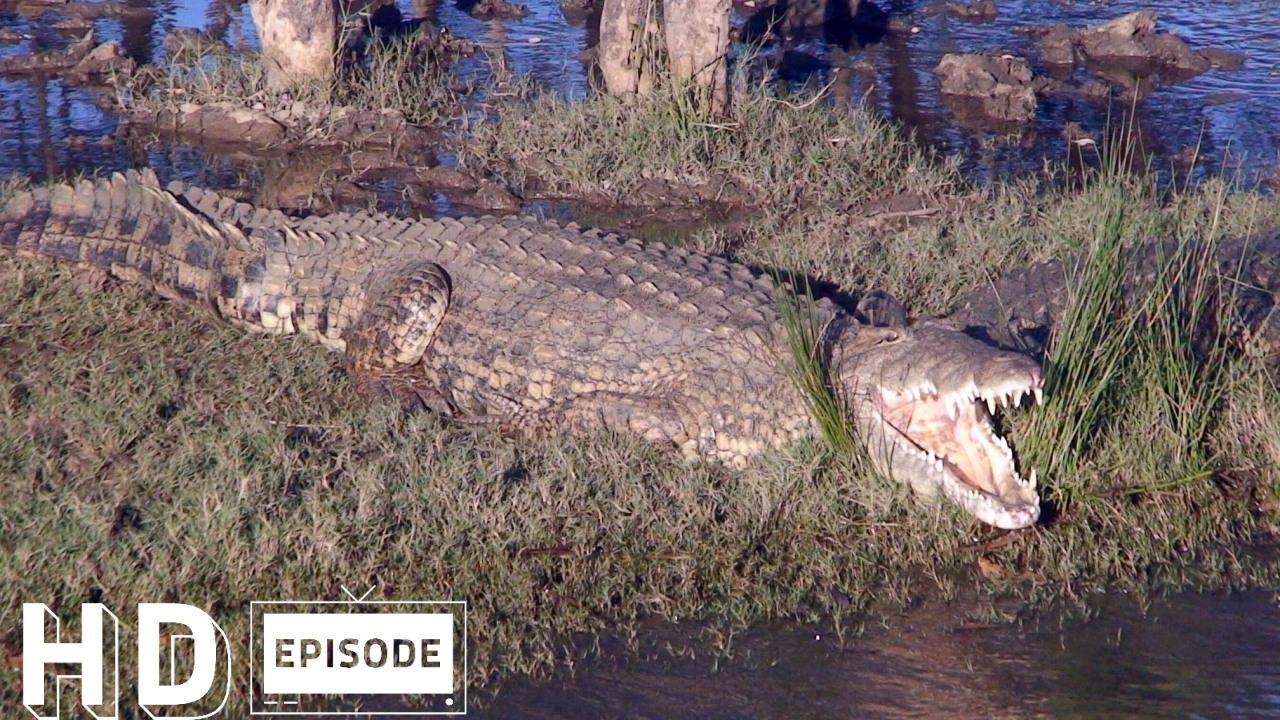 South Africa, St Lucia Hippos, KwaZulu-Natal, Episode 121