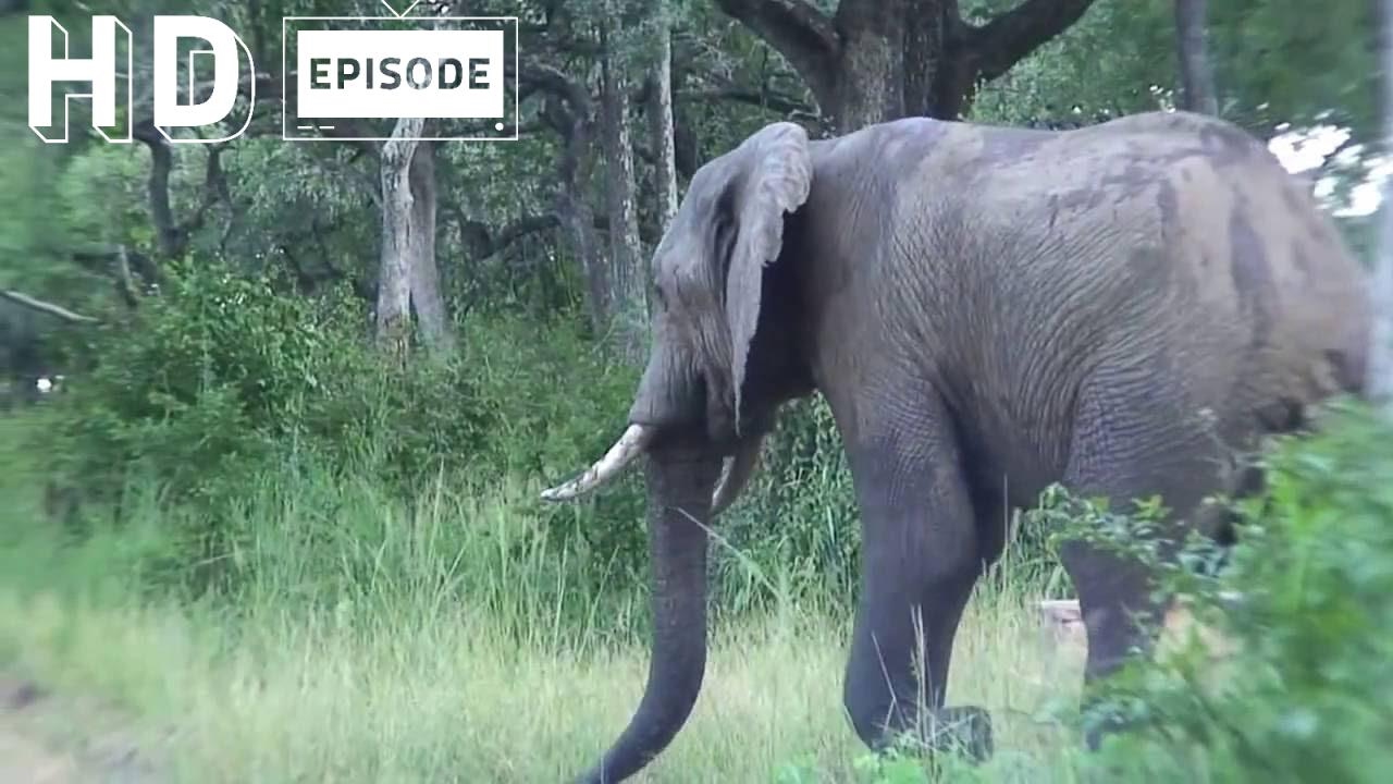 Zambia, South Luangwa National Park, Part 2, Episode 97